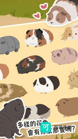 天竺鼠农场国际服